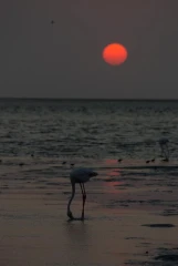 flamingo sonne 3