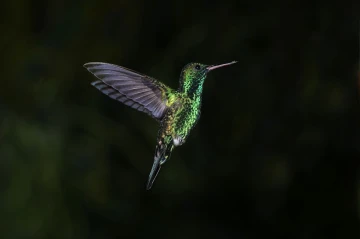 kolibri flug2