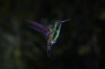 kolibri flug5