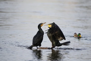 kormorane streiten 1