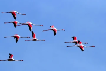 flamingo flug