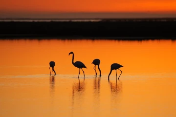 flamingos sonnenaufgang