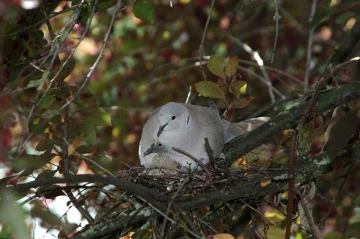 tuerkentaube nest1