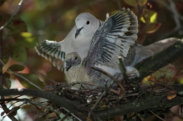 tuerkentaube nest2