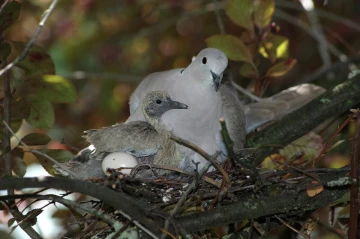 tuerkentaube nest3