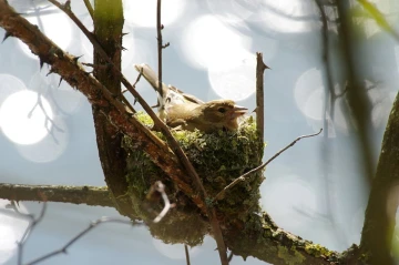 buchfink nest