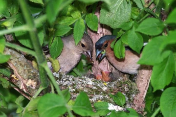 buchfink nest1