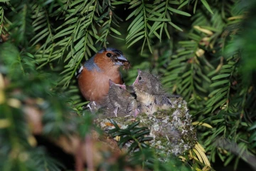 buchfink nest2