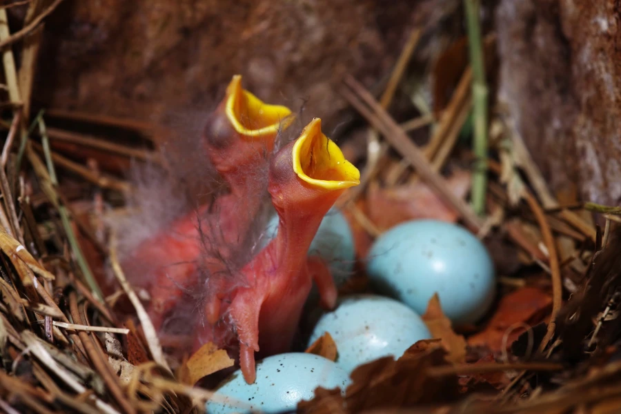star junge nest4