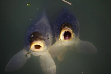 fische