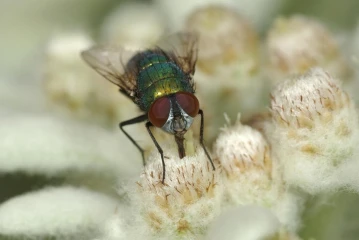 kaisergoldfliege edelweiss