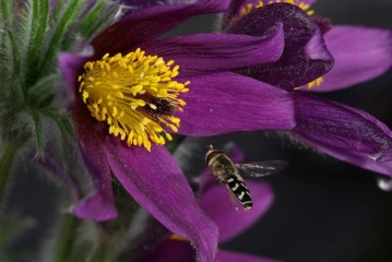 kuhschelle schwebfliege