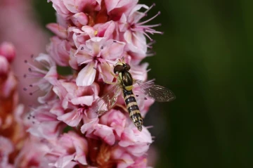 schwebfliege001