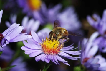 fliege aster