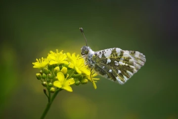 gesprenkelter weissling