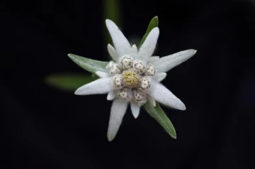 edelweiss