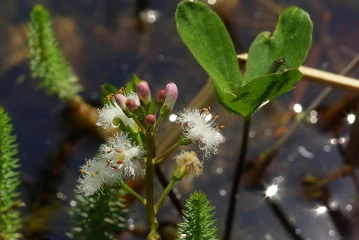 fieberklee enzian federlibelle