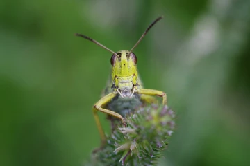 heidegrashuepfer 2