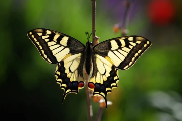 schwalbenschwanz schmetterling 6