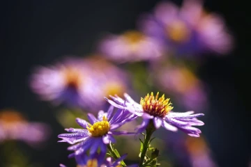 aster tau1