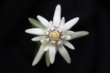 edelweiss1