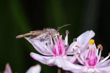 schwanenblume3