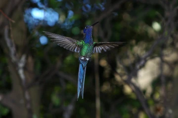 kolibri8