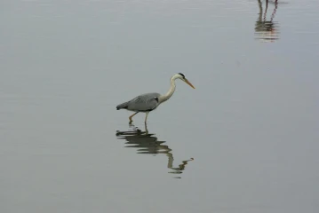 walvis bay fischreier
