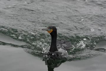 walvis bay kormoran