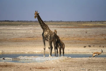 giraffe mit jungem2