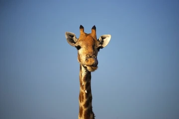 giraffe1