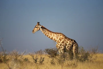 giraffe2