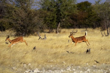 impalas1