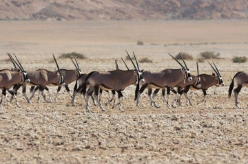 oryx1