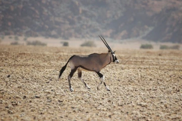 oryx3