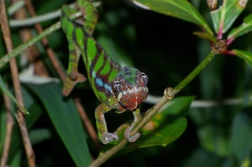 chamelion
