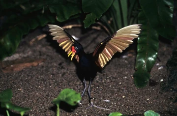 jacana