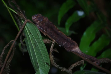 kamelion 2