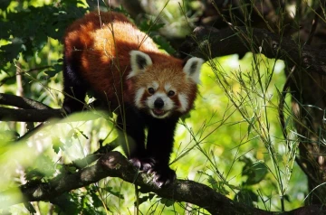 kleiner panda