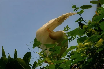kuhreier