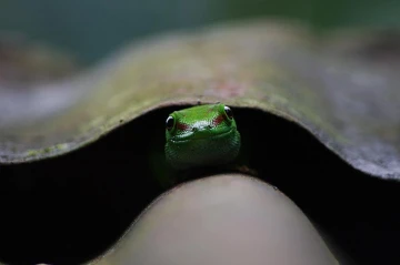 madagaskar taggecke phelsuma madagascariensis 03