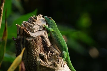 madagaskar taggecke phelsuma madagascariensis