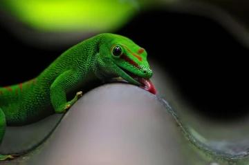 madagaskar taggecko 1