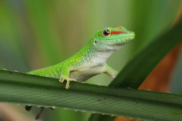 madagaskar taggecko