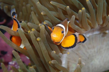 nemo clownfish