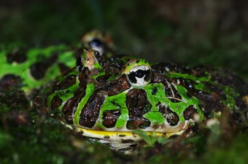 ochsenfrosch