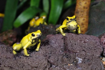 pfeilgiftfrosch