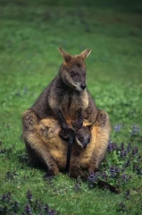 wallaby kaenguru