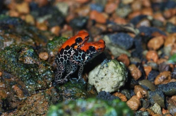 pfeilgiftfrosch01