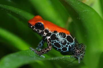 pfeilgiftfrosch02